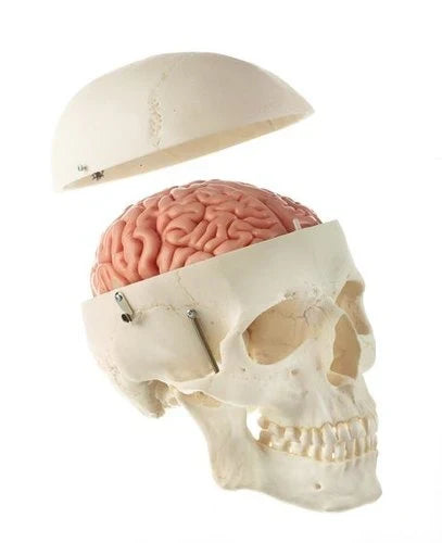 Skull model with brain on a white background