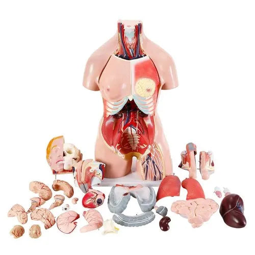 human torso anatomy model, typically used for educational purposes in schools, hospitals, and medical colleges