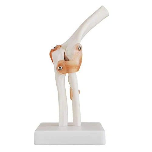 Anatomical model of a knee joint on a white background