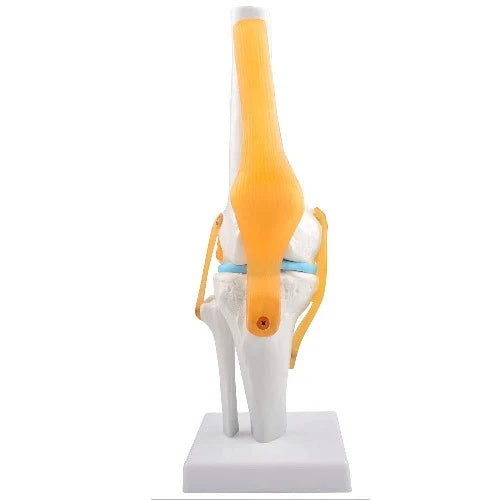 Anatomical model of a knee joint with ligaments on a white background