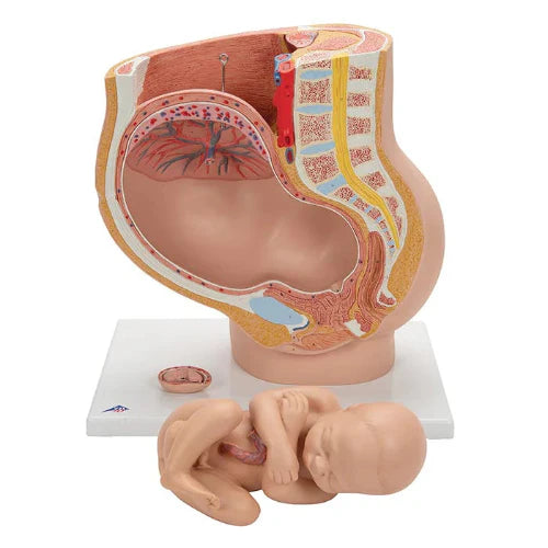 Anatomical model of a human pelvis with a fetus, on a white background