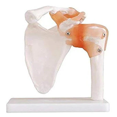 Anatomical model of a shoulder joint on a white background