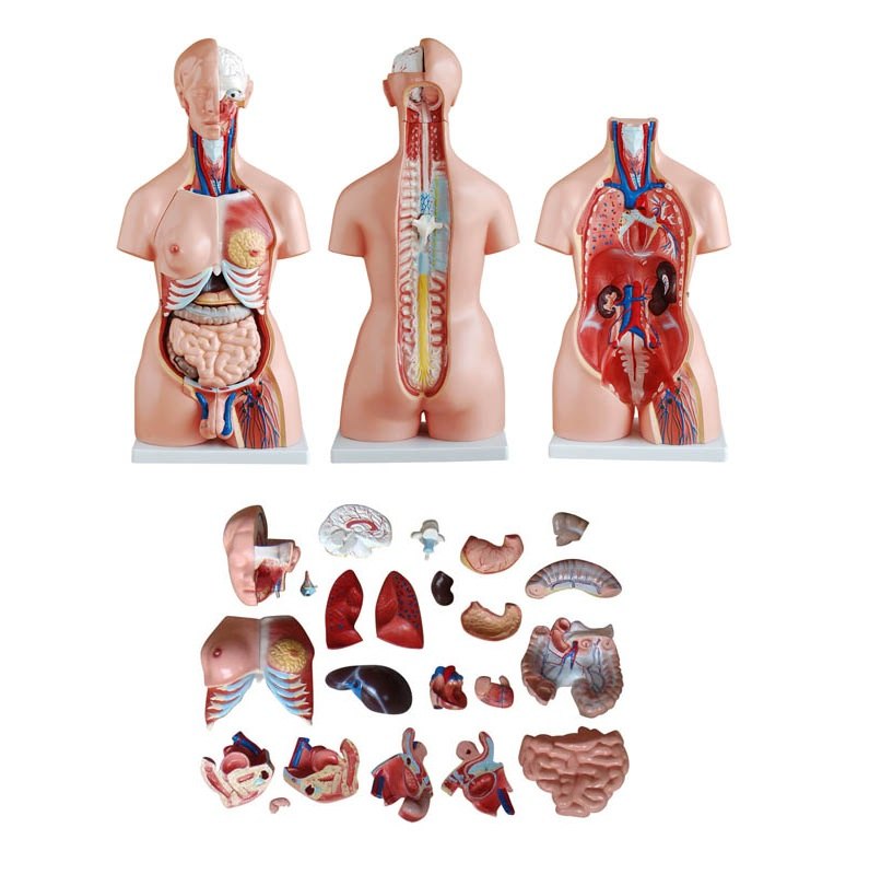 human torso anatomy model, typically used for educational purposes in schools, hospitals, and medical colleges