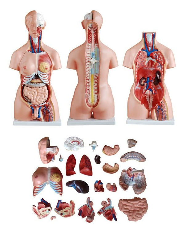 human torso anatomy model, typically used for educational purposes in schools, hospitals, and medical colleges