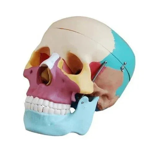Adult Skull Model Colored - 1 Physiotherapy Equipment Manufacturers & Suppliers in India