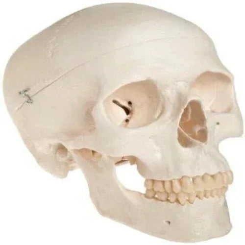 Adult Skull Model Life Size - 1 Physiotherapy Equipment Manufacturers & Suppliers in India
