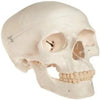 Adult Skull Model Life Size - 1 Physiotherapy Equipment Manufacturers & Suppliers in India