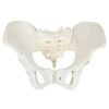Anatomical model of a human pelvis on a white background