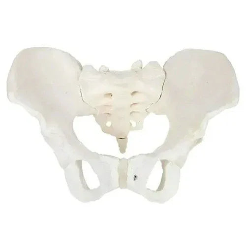 Anatomical model of a human pelvis on a white background