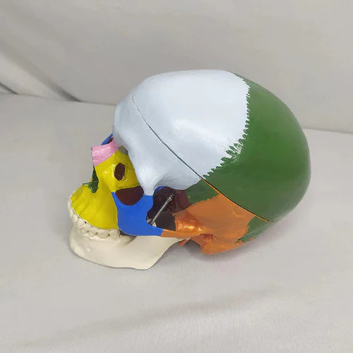 Adult Skull Model Colored