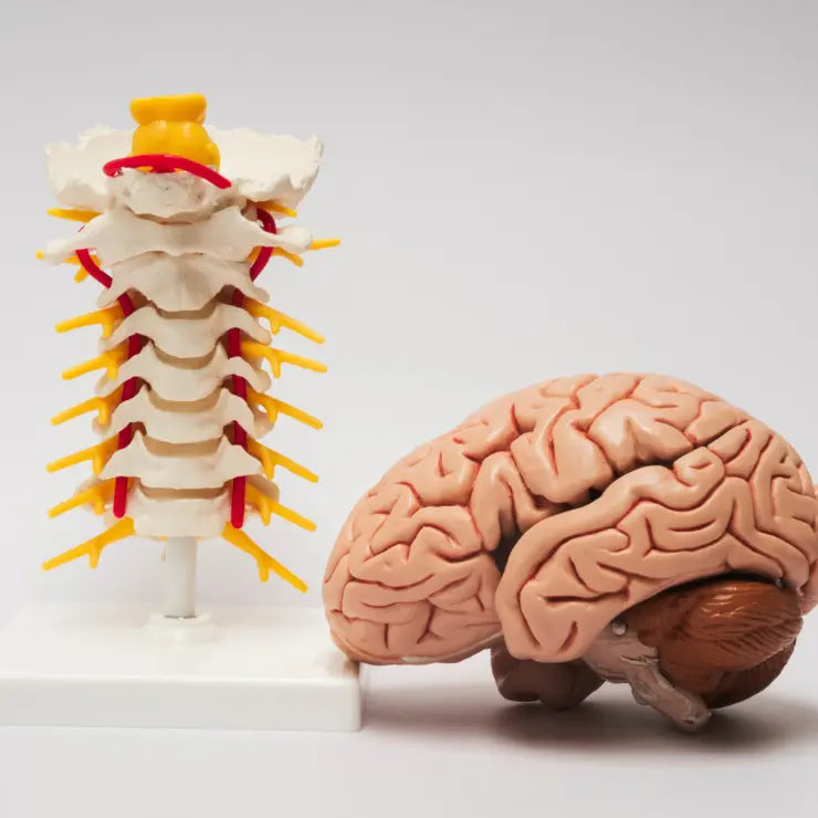 Model of a human brain and spinal column on a white background