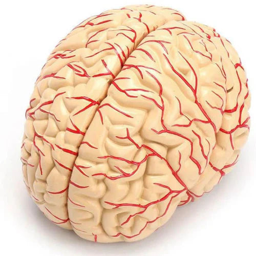 a life-size human brain anatomical model, commonly used for medical education, therapy practice, or study.