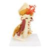 Anatomical model of a neck and shoulder structure on a white background