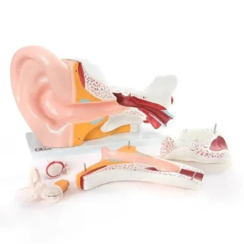 Model of an ear with anatomical details on a white background