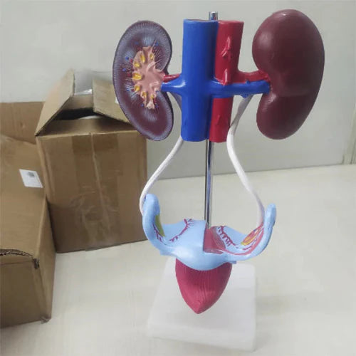 Anatomical model of kidneys and ureters on a stand with a cardboard box in the background.