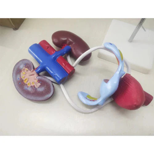 Model of kidneys and ureters on a flat surface