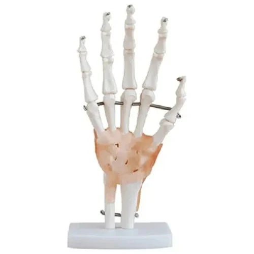 Anatomical model of a hand with bones and soft tissue on a white background