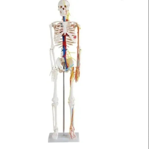 Anatomical model of a human skeleton with muscles displayed on a white background