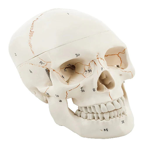 Anatomical model of a human skull on a white background