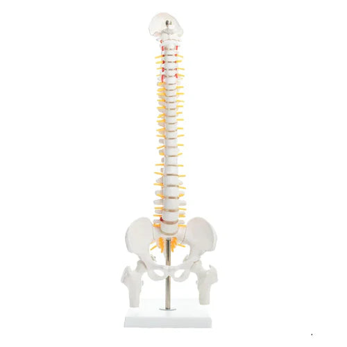 Anatomical model of a spine with colored vertebrae on a white background