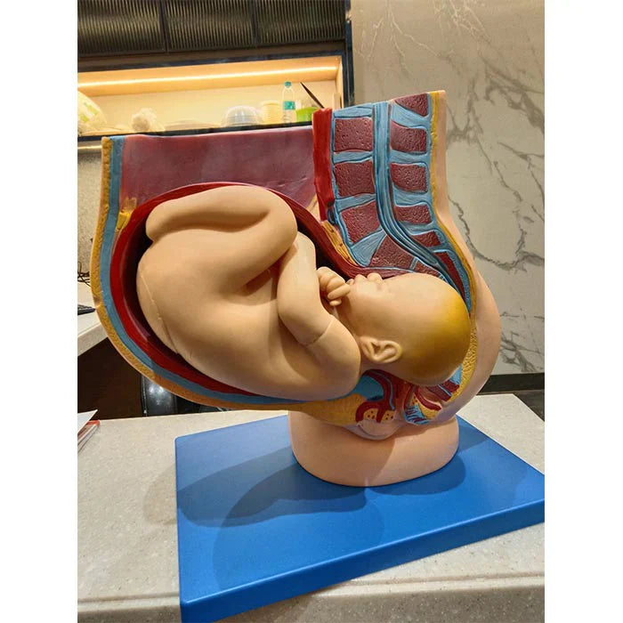 an anatomical teaching aid designed to demonstrate the position of a human fetus within the pelvis during late-stage pregnancy.