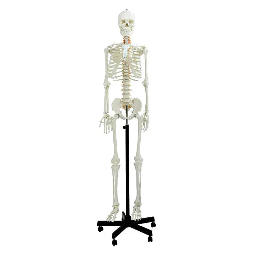 Human skeleton model on a stand against a white background
