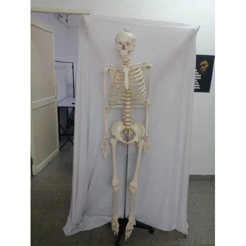 Full-length human skeleton model on a stand against a white curtain.