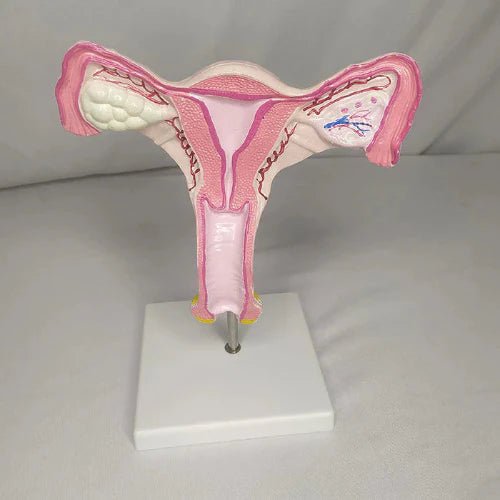 Magnified Uterus Model Delux Quality - 1 Physiotherapy Equipment Manufacturers & Suppliers in India