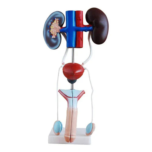 Model of a human kidney and ureter on a white background