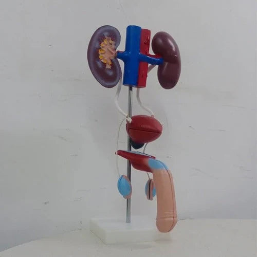 Model of a human kidney and ureter on a white background