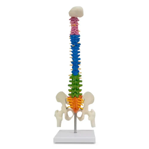 Colorful model of a spine on a white background