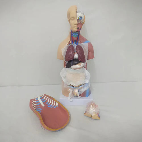 Anatomical model of a human torso with muscles and internal organs displayed on a white background