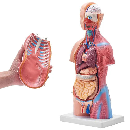 Anatomical model of a human body with internal organs displayed on a white background