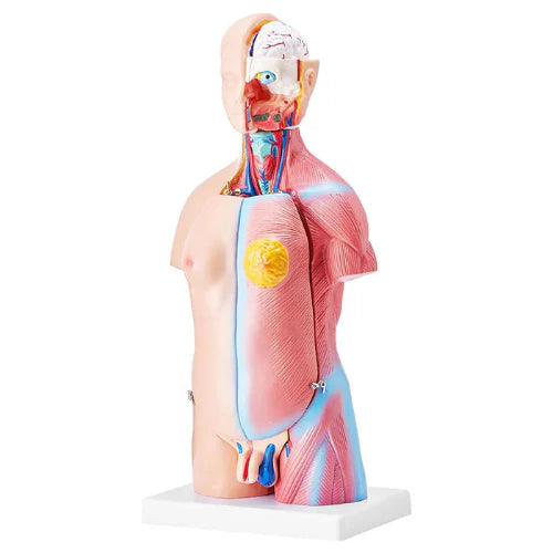Anatomical model of a human torso with muscles and internal organs displayed on a white background