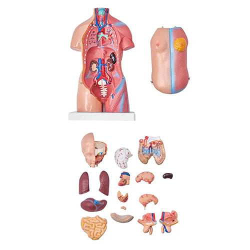Anatomical model of a human body with detached organs on a white background