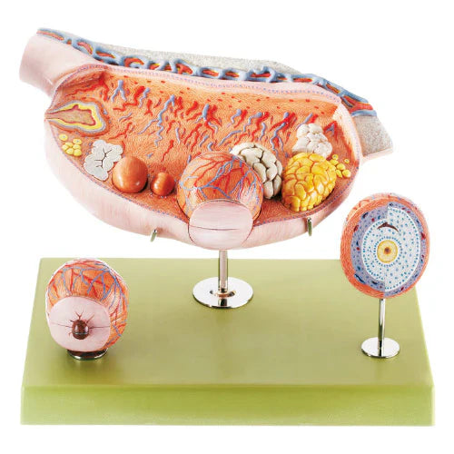 model of the human ovary, typically used for educational purposes to show the anatomy and the maturation process of follicles. 