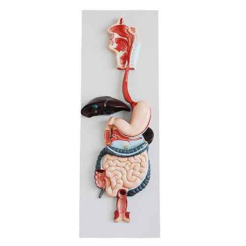 Natural Digestive System Model - 1 Physiotherapy Equipment Manufacturers & Suppliers in India