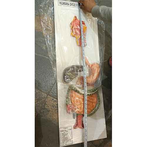 Natural Digestive System Model - 1 Physiotherapy Equipment Manufacturers & Suppliers in India