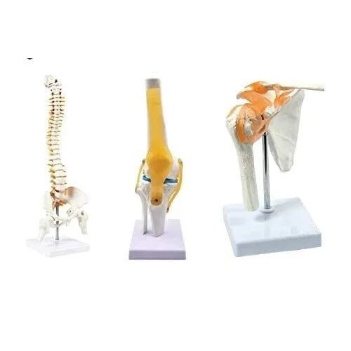 Spine Knee Shoulder Model Combo - 1 Physiotherapy Equipment Manufacturers & Suppliers in India