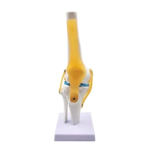 Spine Knee Shoulder Model Combo - 1 Physiotherapy Equipment Manufacturers & Suppliers in India