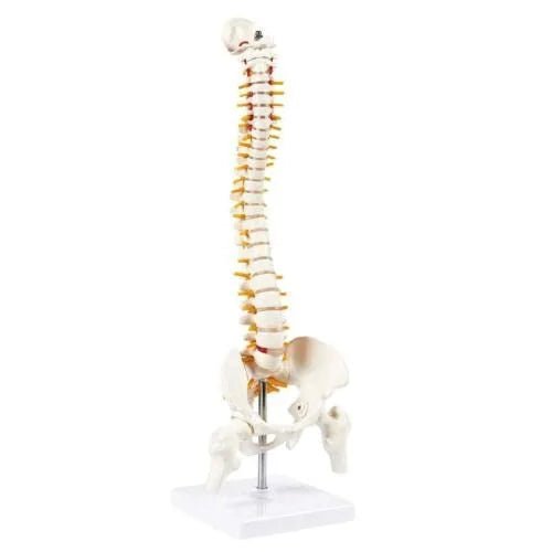 Spine Knee Shoulder Model Combo - 1 Physiotherapy Equipment Manufacturers & Suppliers in India