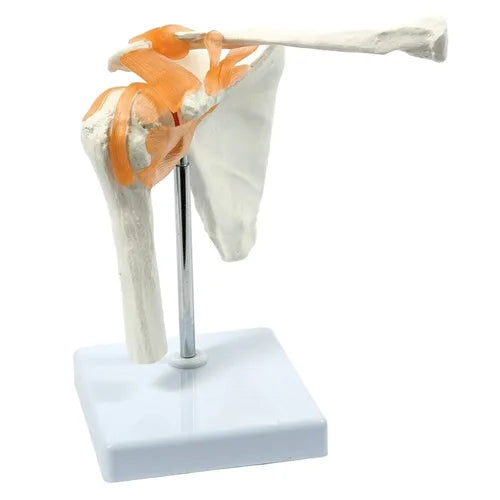 Spine Knee Shoulder Model Combo