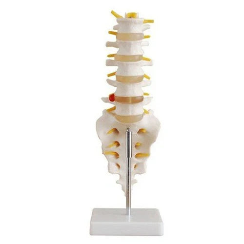 Spinal model on a white background