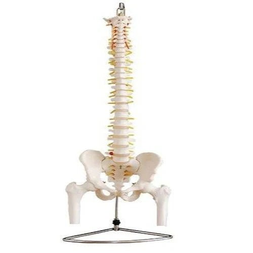 Spine Model with Pelvis and Femur Heads - 1 Physiotherapy Equipment Manufacturers & Suppliers in India