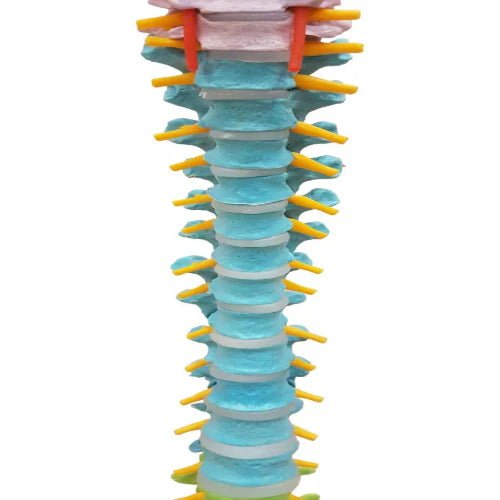 Vertebral Column Flexible, Didactic, Painted, Life Size 85 cm - 1 Physiotherapy Equipment Manufacturers & Suppliers in India