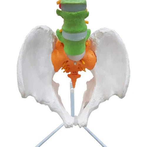 Vertebral Column Flexible, Didactic, Painted, Life Size 85 cm - 1 Physiotherapy Equipment Manufacturers & Suppliers in India