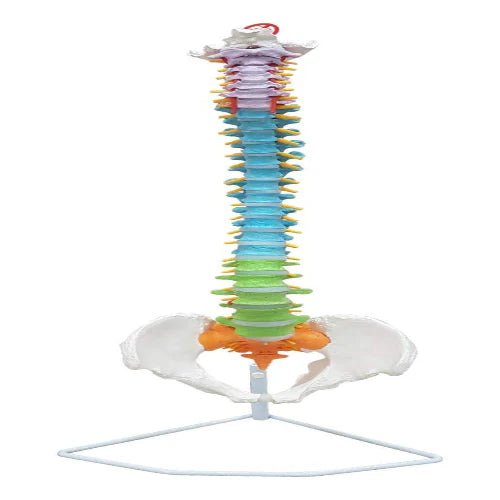 Vertebral Column Flexible, Didactic, Painted, Life Size 85 cm - 1 Physiotherapy Equipment Manufacturers & Suppliers in India