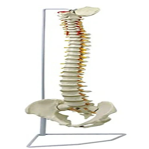 Anatomical model of a human spine on a stand with a white background
